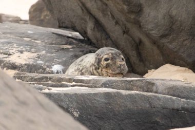 Bu fotoğrafı çektiğimde kumsalın gölgesinde dinlenen şirin bir fok balığı. Bu beyaz vücuttaki siyah noktalar onun sadece bir buzağı olduğunu gösteriyor. Bu küçük bebeğin büyük siyah gözleri ve bıyıkları var..