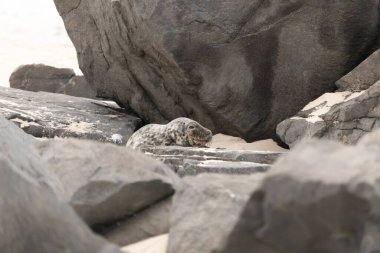 Bu fotoğrafı çektiğimde kumsalın gölgesinde dinlenen şirin bir fok balığı. Bu beyaz vücuttaki siyah noktalar onun sadece bir buzağı olduğunu gösteriyor. Bu küçük bebeğin büyük siyah gözleri ve bıyıkları var..
