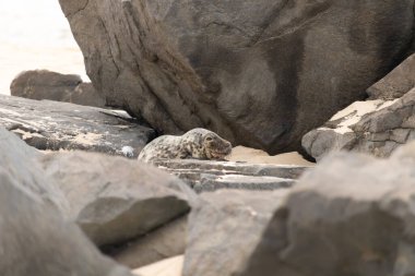 Bu fotoğrafı çektiğimde kumsalın gölgesinde dinlenen şirin bir fok balığı. Bu beyaz vücuttaki siyah noktalar onun sadece bir buzağı olduğunu gösteriyor. Bu küçük bebeğin büyük siyah gözleri ve bıyıkları var..