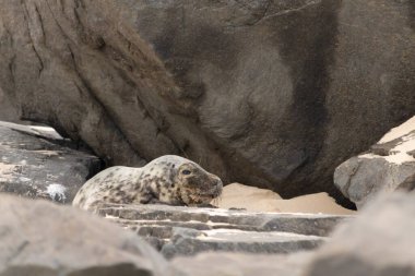 Bu fotoğrafı çektiğimde kumsalın gölgesinde dinlenen şirin bir fok balığı. Bu beyaz vücuttaki siyah noktalar onun sadece bir buzağı olduğunu gösteriyor. Bu küçük bebeğin büyük siyah gözleri ve bıyıkları var..