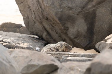 Bu fotoğrafı çektiğimde kumsalda güneşlenen şirin bir fok balığı. Bu beyaz vücuttaki siyah noktalar onun sadece bir buzağı olduğunu gösteriyor. Bu küçük bebeğin büyük siyah gözleri ve bıyıkları var..