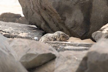 Bu fotoğrafı çektiğimde kumsalda güneşlenen şirin bir fok balığı. Bu beyaz vücuttaki siyah noktalar onun sadece bir buzağı olduğunu gösteriyor. Bu küçük bebeğin büyük siyah gözleri ve bıyıkları var..