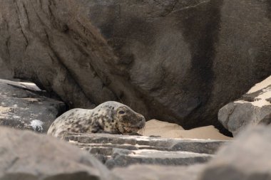 Bu fotoğrafı çektiğimde kumsalda güneşlenen şirin bir fok balığı. Bu beyaz vücuttaki siyah noktalar onun sadece bir buzağı olduğunu gösteriyor. Bu küçük bebeğin büyük siyah gözleri ve bıyıkları var..