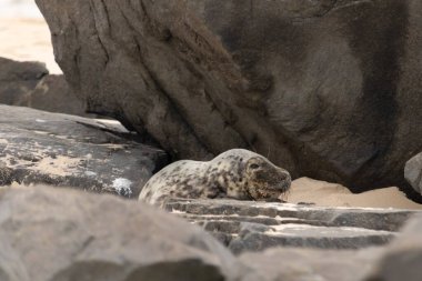 Bu fotoğrafı çektiğimde kumsalda güneşlenen şirin bir fok balığı. Bu beyaz vücuttaki siyah noktalar onun sadece bir buzağı olduğunu gösteriyor. Bu küçük bebeğin büyük siyah gözleri ve bıyıkları var..
