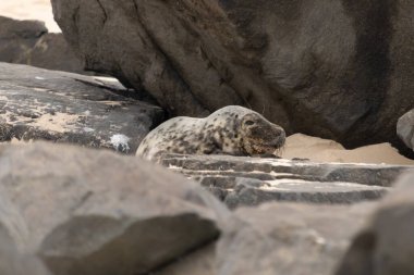 Bu fotoğrafı çektiğimde kumsalda güneşlenen şirin bir fok balığı. Bu beyaz vücuttaki siyah noktalar onun sadece bir buzağı olduğunu gösteriyor. Bu küçük bebeğin büyük siyah gözleri ve bıyıkları var..