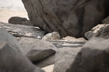 Bu fotoğrafı çektiğimde kumsalda güneşlenen şirin bir fok balığı. Bu beyaz vücuttaki siyah noktalar onun sadece bir buzağı olduğunu gösteriyor. Bu küçük bebeğin büyük siyah gözleri ve bıyıkları var..