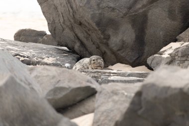 Bu fotoğrafı çektiğimde kumsalda güneşlenen şirin bir fok balığı. Bu beyaz vücuttaki siyah noktalar onun sadece bir buzağı olduğunu gösteriyor. Bu küçük bebeğin büyük siyah gözleri ve bıyıkları var..