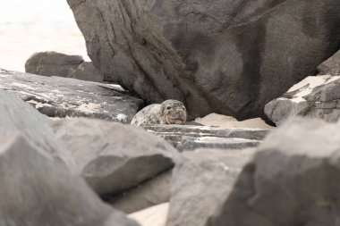 Bu fotoğrafı çektiğimde kumsalda güneşlenen şirin bir fok balığı. Bu beyaz vücuttaki siyah noktalar onun sadece bir buzağı olduğunu gösteriyor. Bu küçük bebeğin büyük siyah gözleri ve bıyıkları var..