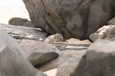 Bu fotoğrafı çektiğimde kumsalda güneşlenen şirin bir fok balığı. Bu beyaz vücuttaki siyah noktalar onun sadece bir buzağı olduğunu gösteriyor. Bu küçük bebeğin büyük siyah gözleri ve bıyıkları var..