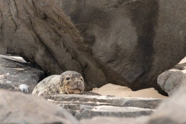 Bu fotoğrafı çektiğimde kumsalda güneşlenen şirin bir fok balığı. Bu beyaz vücuttaki siyah noktalar onun sadece bir buzağı olduğunu gösteriyor. Bu küçük bebeğin büyük siyah gözleri ve bıyıkları var..