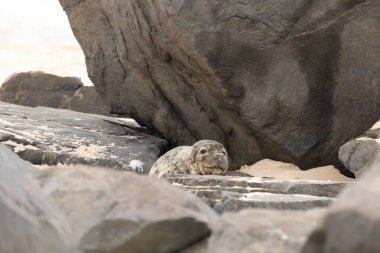 Bu fotoğrafı çektiğimde kumsalda güneşlenen şirin bir fok balığı. Bu beyaz vücuttaki siyah noktalar onun sadece bir buzağı olduğunu gösteriyor. Bu küçük bebeğin büyük siyah gözleri ve bıyıkları var..