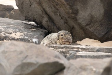 Bu fotoğrafı çektiğimde kumsalda güneşlenen şirin bir fok balığı. Bu beyaz vücuttaki siyah noktalar onun sadece bir buzağı olduğunu gösteriyor. Bu küçük bebeğin büyük siyah gözleri ve bıyıkları var..