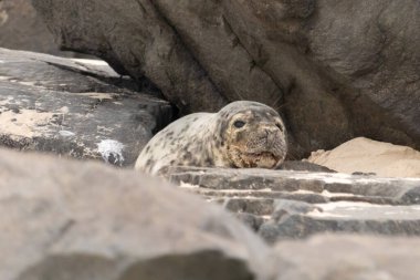 Bu fotoğrafı çektiğimde kumsalda güneşlenen şirin bir fok balığı. Bu beyaz vücuttaki siyah noktalar onun sadece bir buzağı olduğunu gösteriyor. Bu küçük bebeğin büyük siyah gözleri ve bıyıkları var..