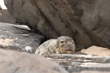 Bu fotoğrafı çektiğimde kumsalda güneşlenen şirin bir fok balığı. Bu beyaz vücuttaki siyah noktalar onun sadece bir buzağı olduğunu gösteriyor. Bu küçük bebeğin büyük siyah gözleri ve bıyıkları var..
