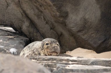 Bu fotoğrafı çektiğimde kumsalda güneşlenen şirin bir fok balığı. Bu beyaz vücuttaki siyah noktalar onun sadece bir buzağı olduğunu gösteriyor. Bu küçük bebeğin büyük siyah gözleri ve bıyıkları var..