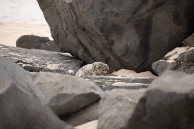 Bu fotoğrafı çektiğimde kumsalda güneşlenen şirin bir fok balığı. Bu beyaz vücuttaki siyah noktalar onun sadece bir buzağı olduğunu gösteriyor. Bu küçük bebeğin büyük siyah gözleri ve bıyıkları var..