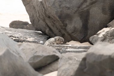 Bu fotoğrafı çektiğimde kumsalda güneşlenen şirin bir fok balığı. Bu beyaz vücuttaki siyah noktalar onun sadece bir buzağı olduğunu gösteriyor. Bu küçük bebeğin büyük siyah gözleri ve bıyıkları var..
