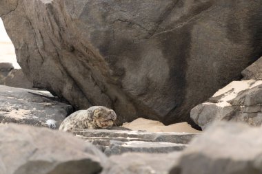 Bu fotoğrafı çektiğimde kumsalda güneşlenen şirin bir fok balığı. Bu beyaz vücuttaki siyah noktalar onun sadece bir buzağı olduğunu gösteriyor. Bu küçük bebeğin büyük siyah gözleri ve bıyıkları var..