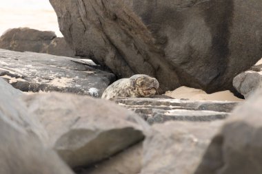 Bu fotoğrafı çektiğimde kumsalda güneşlenen şirin bir fok balığı. Bu beyaz vücuttaki siyah noktalar onun sadece bir buzağı olduğunu gösteriyor. Bu küçük bebeğin büyük siyah gözleri ve bıyıkları var..