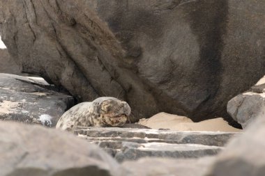 Bu fotoğrafı çektiğimde kumsalda güneşlenen şirin bir fok balığı. Bu beyaz vücuttaki siyah noktalar onun sadece bir buzağı olduğunu gösteriyor. Bu küçük bebeğin büyük siyah gözleri ve bıyıkları var..