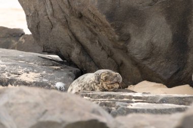 Bu fotoğrafı çektiğimde kumsalda güneşlenen şirin bir fok balığı. Bu beyaz vücuttaki siyah noktalar onun sadece bir buzağı olduğunu gösteriyor. Bu küçük bebeğin büyük siyah gözleri ve bıyıkları var..