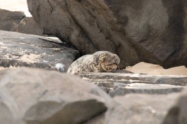 Bu fotoğrafı çektiğimde kumsalda güneşlenen şirin bir fok balığı. Bu beyaz vücuttaki siyah noktalar onun sadece bir buzağı olduğunu gösteriyor. Bu küçük bebeğin büyük siyah gözleri ve bıyıkları var..