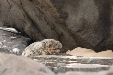 Bu fotoğrafı çektiğimde kumsalda güneşlenen şirin bir fok balığı. Bu beyaz vücuttaki siyah noktalar onun sadece bir buzağı olduğunu gösteriyor. Bu küçük bebeğin büyük siyah gözleri ve bıyıkları var..