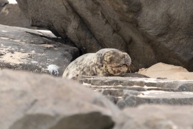 Bu fotoğrafı çektiğimde kumsalda güneşlenen şirin bir fok balığı. Bu beyaz vücuttaki siyah noktalar onun sadece bir buzağı olduğunu gösteriyor. Bu küçük bebeğin büyük siyah gözleri ve bıyıkları var..