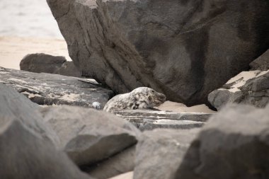 Bu fotoğrafı çektiğimde kumsalda güneşlenen şirin bir fok balığı. Bu beyaz vücuttaki siyah noktalar onun sadece bir buzağı olduğunu gösteriyor. Bu küçük bebeğin büyük siyah gözleri ve bıyıkları var..