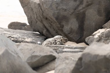 Bu fotoğrafı çektiğimde kumsalda güneşlenen şirin bir fok balığı. Bu beyaz vücuttaki siyah noktalar onun sadece bir buzağı olduğunu gösteriyor. Bu küçük bebeğin büyük siyah gözleri ve bıyıkları var..