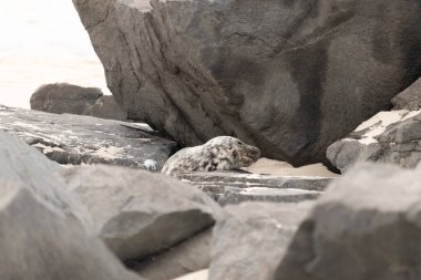 Bu fotoğrafı çektiğimde kumsalda güneşlenen şirin bir fok balığı. Bu beyaz vücuttaki siyah noktalar onun sadece bir buzağı olduğunu gösteriyor. Bu küçük bebeğin büyük siyah gözleri ve bıyıkları var..