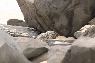 Bu fotoğrafı çektiğimde kumsalda güneşlenen şirin bir fok balığı. Bu beyaz vücuttaki siyah noktalar onun sadece bir buzağı olduğunu gösteriyor. Bu küçük bebeğin büyük siyah gözleri ve bıyıkları var..