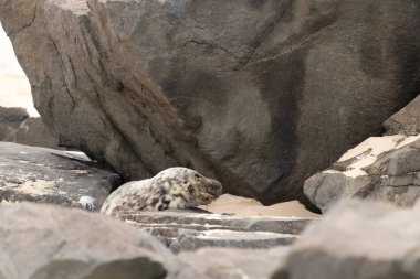Bu fotoğrafı çektiğimde kumsalda güneşlenen şirin bir fok balığı. Bu beyaz vücuttaki siyah noktalar onun sadece bir buzağı olduğunu gösteriyor. Bu küçük bebeğin büyük siyah gözleri ve bıyıkları var..