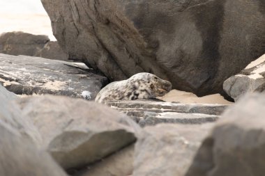 Bu fotoğrafı çektiğimde kumsalda güneşlenen şirin bir fok balığı. Bu beyaz vücuttaki siyah noktalar onun sadece bir buzağı olduğunu gösteriyor. Bu küçük bebeğin büyük siyah gözleri ve bıyıkları var..