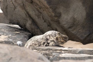 Bu fotoğrafı çektiğimde kumsalda güneşlenen şirin bir fok balığı. Bu beyaz vücuttaki siyah noktalar onun sadece bir buzağı olduğunu gösteriyor. Bu küçük bebeğin büyük siyah gözleri ve bıyıkları var..