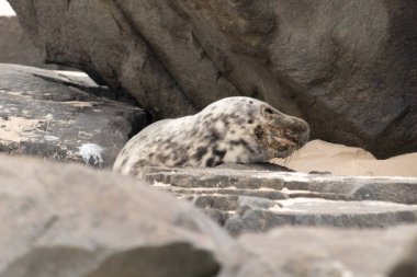 Bu fotoğrafı çektiğimde kumsalda güneşlenen şirin bir fok balığı. Bu beyaz vücuttaki siyah noktalar onun sadece bir buzağı olduğunu gösteriyor. Bu küçük bebeğin büyük siyah gözleri ve bıyıkları var..