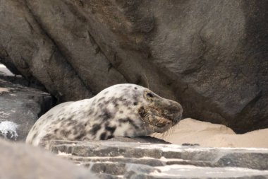 Bu fotoğrafı çektiğimde kumsalda güneşlenen şirin bir fok balığı. Bu beyaz vücuttaki siyah noktalar onun sadece bir buzağı olduğunu gösteriyor. Bu küçük bebeğin büyük siyah gözleri ve bıyıkları var..
