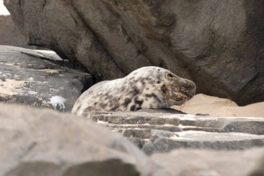 Bu fotoğrafı çektiğimde kumsalda güneşlenen şirin bir fok balığı. Bu beyaz vücuttaki siyah noktalar onun sadece bir buzağı olduğunu gösteriyor. Bu küçük bebeğin büyük siyah gözleri ve bıyıkları var..