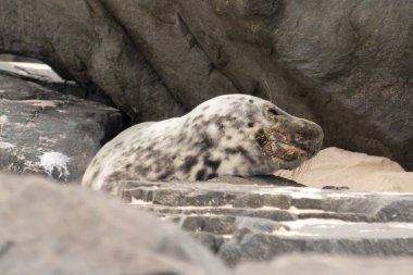 Bu fotoğrafı çektiğimde kumsalda güneşlenen şirin bir fok balığı. Bu beyaz vücuttaki siyah noktalar onun sadece bir buzağı olduğunu gösteriyor. Bu küçük bebeğin büyük siyah gözleri ve bıyıkları var..