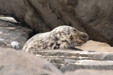Bu fotoğrafı çektiğimde kumsalda güneşlenen şirin bir fok balığı. Bu beyaz vücuttaki siyah noktalar onun sadece bir buzağı olduğunu gösteriyor. Bu küçük bebeğin büyük siyah gözleri ve bıyıkları var..