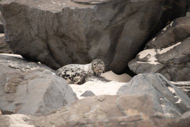 Bu fotoğrafı çektiğimde kumsalda güneşlenen şirin bir fok balığı. Bu beyaz vücuttaki siyah noktalar onun sadece bir buzağı olduğunu gösteriyor. Bu küçük bebeğin büyük siyah gözleri ve bıyıkları var..