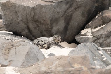 Bu fotoğrafı çektiğimde kumsalda güneşlenen şirin bir fok balığı. Bu beyaz vücuttaki siyah noktalar onun sadece bir buzağı olduğunu gösteriyor. Bu küçük bebeğin büyük siyah gözleri ve bıyıkları var..
