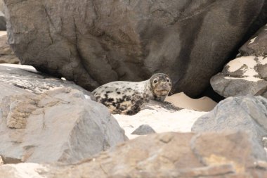 Bu fotoğrafı çektiğimde kumsalda güneşlenen şirin bir fok balığı. Bu beyaz vücuttaki siyah noktalar onun sadece bir buzağı olduğunu gösteriyor. Bu küçük bebeğin büyük siyah gözleri ve bıyıkları var..