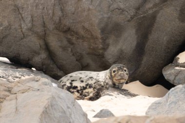 Bu fotoğrafı çektiğimde kumsalda güneşlenen şirin bir fok balığı. Bu beyaz vücuttaki siyah noktalar onun sadece bir buzağı olduğunu gösteriyor. Bu küçük bebeğin büyük siyah gözleri ve bıyıkları var..