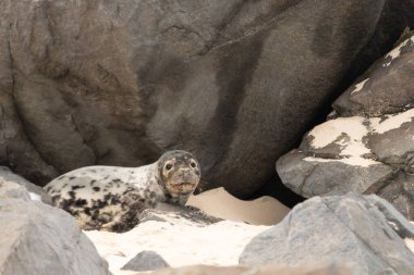 Bu fotoğrafı çektiğimde kumsalda güneşlenen şirin bir fok balığı. Bu beyaz vücuttaki siyah noktalar onun sadece bir buzağı olduğunu gösteriyor. Bu küçük bebeğin büyük siyah gözleri ve bıyıkları var..