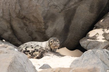 Bu fotoğrafı çektiğimde kumsalda güneşlenen şirin bir fok balığı. Bu beyaz vücuttaki siyah noktalar onun sadece bir buzağı olduğunu gösteriyor. Bu küçük bebeğin büyük siyah gözleri ve bıyıkları var..