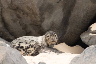 Bu fotoğrafı çektiğimde kumsalda güneşlenen şirin bir fok balığı. Bu beyaz vücuttaki siyah noktalar onun sadece bir buzağı olduğunu gösteriyor. Bu küçük bebeğin büyük siyah gözleri ve bıyıkları var..