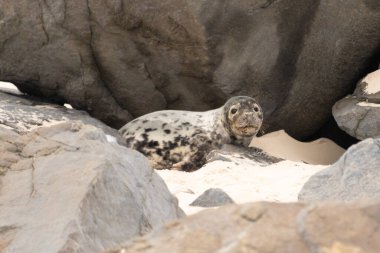 Bu fotoğrafı çektiğimde kumsalda güneşlenen şirin bir fok balığı. Bu beyaz vücuttaki siyah noktalar onun sadece bir buzağı olduğunu gösteriyor. Bu küçük bebeğin büyük siyah gözleri ve bıyıkları var..