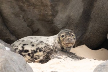 Bu fotoğrafı çektiğimde kumsalda güneşlenen şirin bir fok balığı. Bu beyaz vücuttaki siyah noktalar onun sadece bir buzağı olduğunu gösteriyor. Bu küçük bebeğin büyük siyah gözleri ve bıyıkları var..