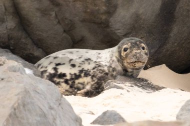 Bu fotoğrafı çektiğimde kumsalda güneşlenen şirin bir fok balığı. Bu beyaz vücuttaki siyah noktalar onun sadece bir buzağı olduğunu gösteriyor. Bu küçük bebeğin büyük siyah gözleri ve bıyıkları var..